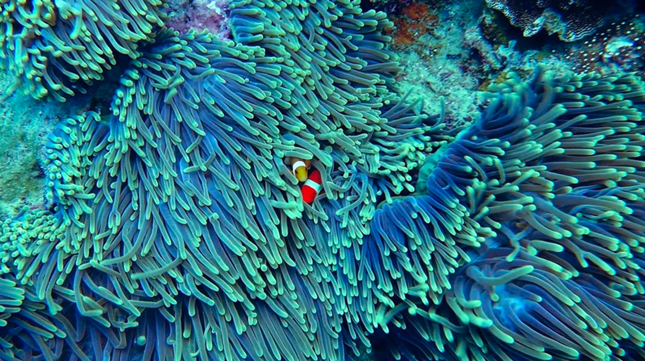Clownfish swimming through blueish coral in the oceans of Fiji